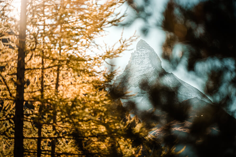 Autumn forest framing the Matterhorn mountain peak in golden evening light